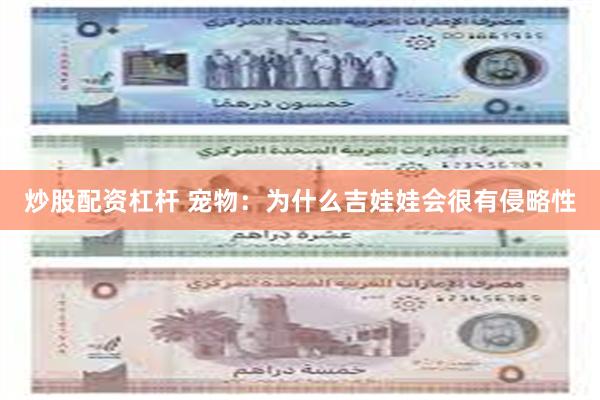 炒股配资杠杆 宠物：为什么吉娃娃会很有侵略性