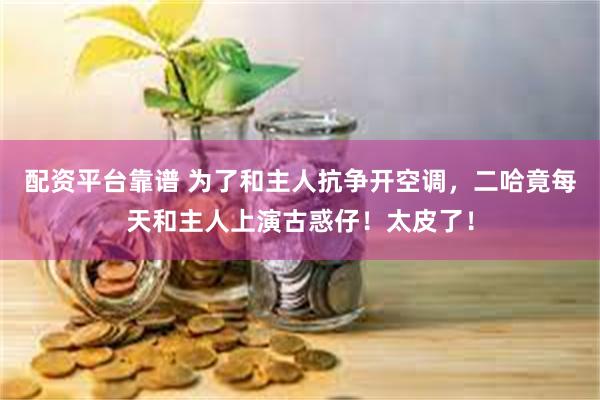配资平台靠谱 为了和主人抗争开空调，二哈竟每天和主人上演古惑仔！太皮了！