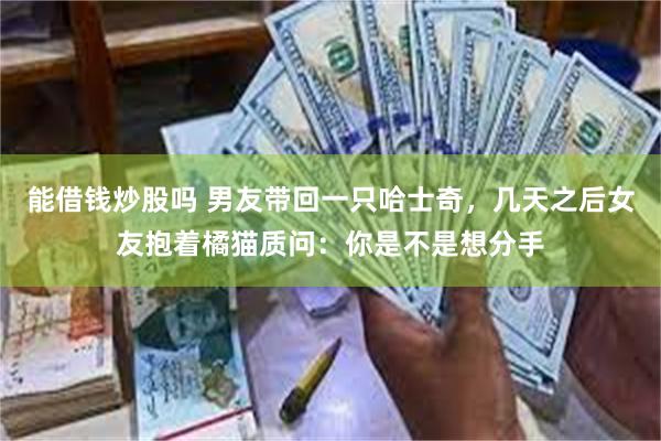 能借钱炒股吗 男友带回一只哈士奇，几天之后女友抱着橘猫质问：你是不是想分手