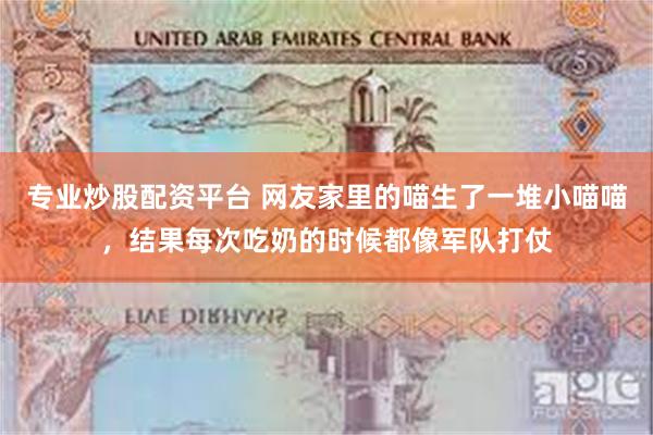 专业炒股配资平台 网友家里的喵生了一堆小喵喵，结果每次吃奶的时候都像军队打仗