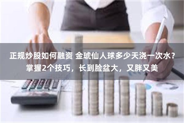 正规炒股如何融资 金琥仙人球多少天浇一次水？掌握2个技巧，长到脸盆大，又胖又美