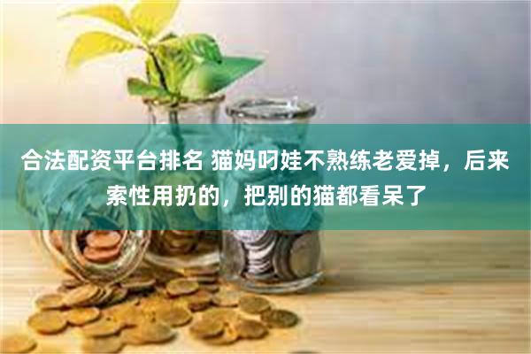 合法配资平台排名 猫妈叼娃不熟练老爱掉，后来索性用扔的，把别的猫都看呆了