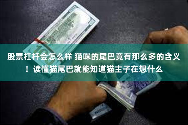 股票杠杆会怎么样 猫咪的尾巴竟有那么多的含义！读懂猫尾巴就能知道猫主子在想什么