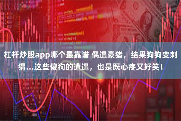 杠杆炒股app哪个最靠谱 偶遇豪猪，结果狗狗变刺猬...这些傻狗的遭遇，也是既心疼又好笑！