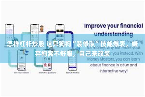 怎样杠杆炒股 这只狗狗“装修队”技能爆表，嫌弃狗窝不舒服，自己来改装