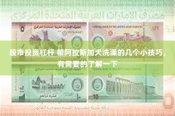 股市投资杠杆 帮阿拉斯加犬洗澡的几个小技巧，有需要的了解一下