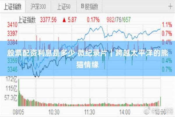 股票配资利息是多少 微纪录片｜跨越太平洋的熊猫情缘